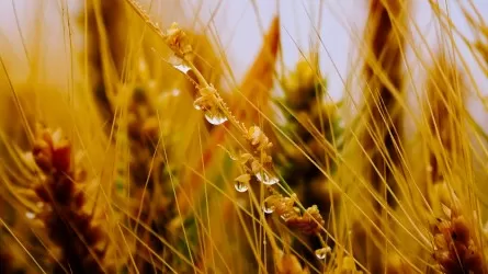 Порядка 40% пшеницы отнесено к неклассной – Алихан Смаилов