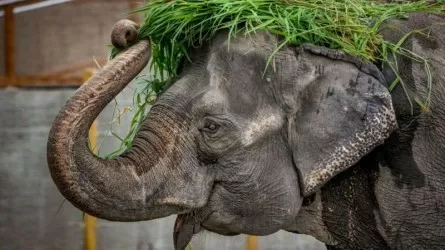 Умерла самая печальная слониха в мире  