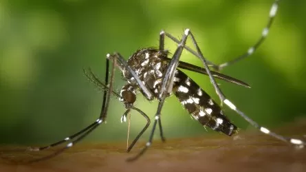 Комары и мошки высосали из бюджета Павлодарской области почти 9 млрд тенге