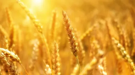 Эксперты ФАО понизили прогноз по урожаю зерна в Казахстане