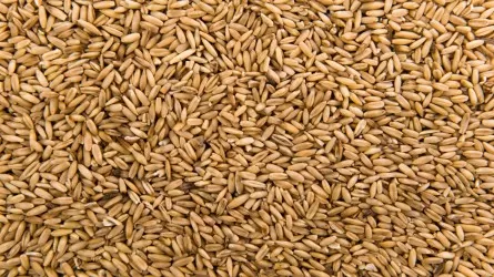 Казахстанские мукомольные предприятия получили более 20 тысяч тонн удешевленной пшеницы