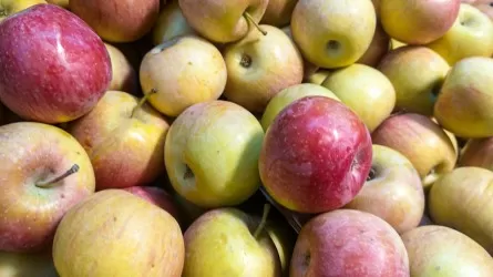 Казахстан планирует экспортировать яблоки во Францию и Польшу  