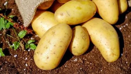 В Павлодарской области собрали рекордный урожай картофеля