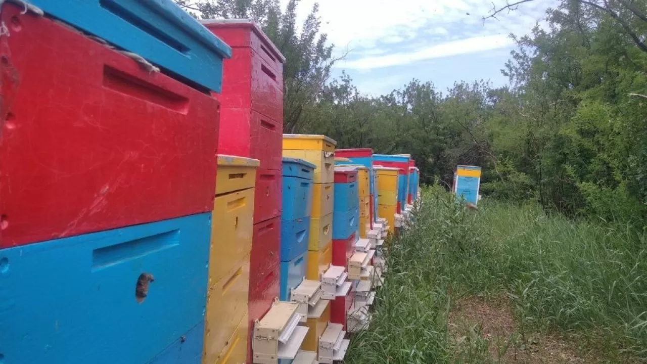 Мед становится опасным: что не так с продуктом пчеловодства?