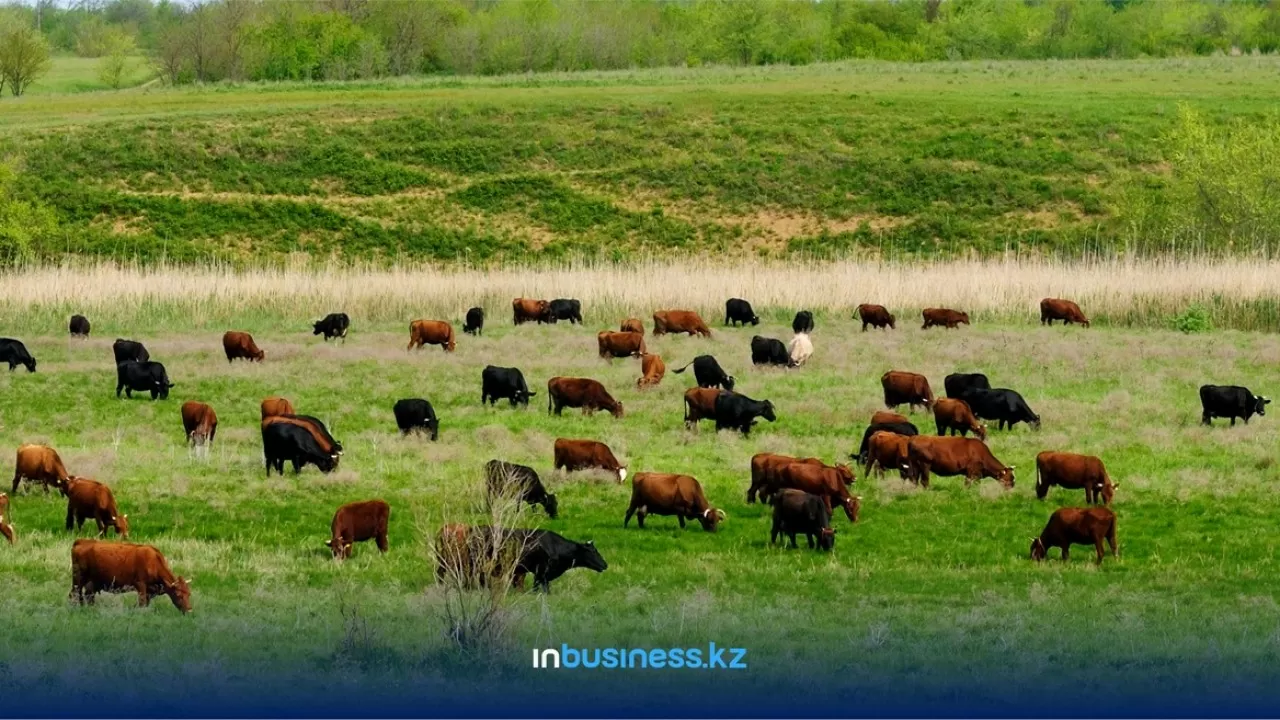 Казахстан намерен продлить запрет на вывоз маточного поголовья крупного и мелкого рогатого скота