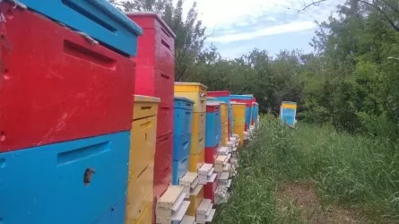 Мед становится опасным: что не так с продуктом пчеловодства?