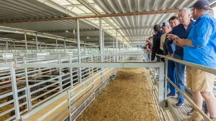 Скотные биржи могут помочь снизить цены на мясо в Казахстане