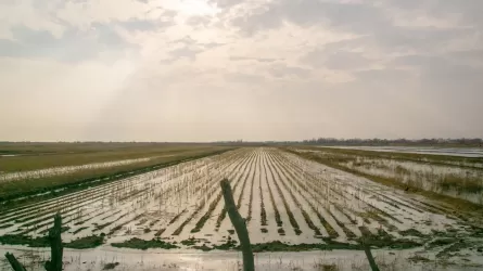 Для выведения новых сортов риса в Приаралье потребуется не менее 8 лет