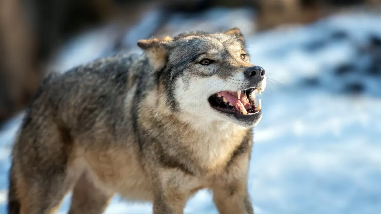 У волка, покусавшего людей в Каркаралинске, выявили бешенство