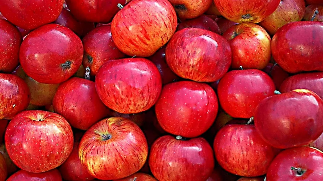 Яблоки и груши на 4,1 тысячи тонн вывезли из Казахстана