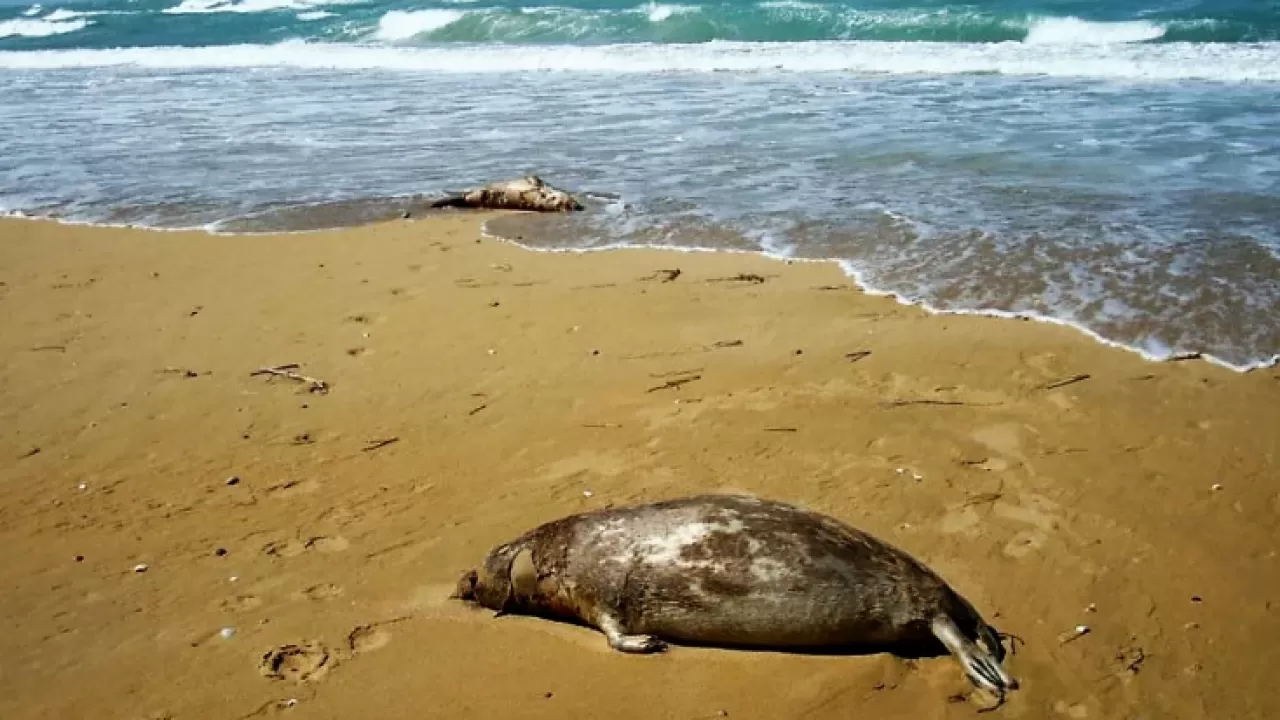 Массовая гибель тюленей на Каспии: в минэкологии сообщили о вспышке инфекции