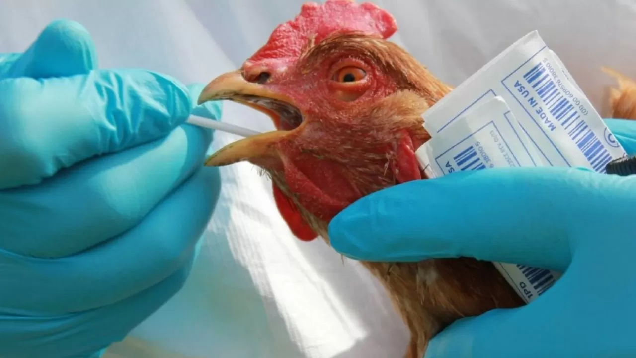 Коронавирус – всего лишь тренировка перед пандемией птичьего гриппа?