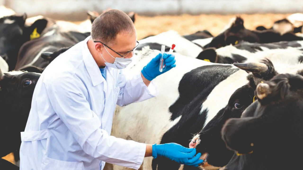 Классическая чума свиней эпизоотология. Болезни сельскохозяйственных животных. Обследование сельскохозяйственных животных. Болезни сельскохозяйственных животных. Африканская чума свиней ветеринария.