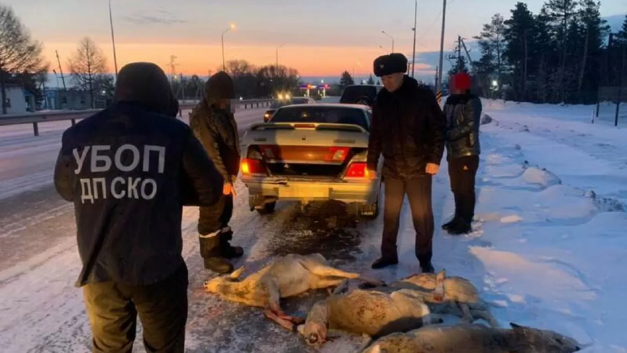 Около 50 сибирских косуль убили браконьеры в СКО