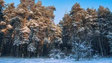 Житель ВКО пытался вывезти лес из Павлодара  