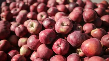 Казахстан договаривается об упрощении экспорта яблок в Узбекистан  