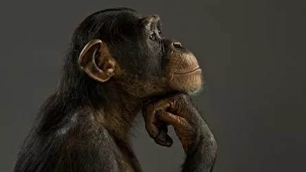 Умерла, вероятно, самая старая обезьяна в мире  