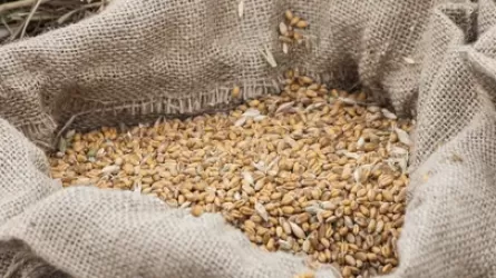 Почему Казахстан все больше зависит от импорта семян?