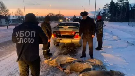 Около 50 сибирских косуль убили браконьеры в СКО