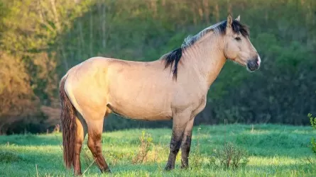 Новую породу казахских лошадей вывели в области Абай