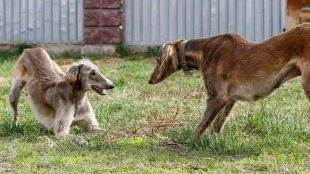 1,4 млрд тенге потребуется на возрождение казахских пород собак