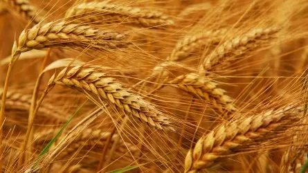 Из-за дефицита удобрений аграрии недобирают около 10 млн тонн пшеницы – Смаилов