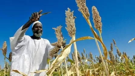 Дүниежүзілік азық-түлік бағдарламасы: Украинаның орнына Судан келеді