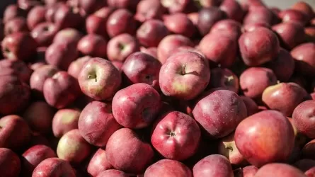 Рынок яблок в Польше рухнул