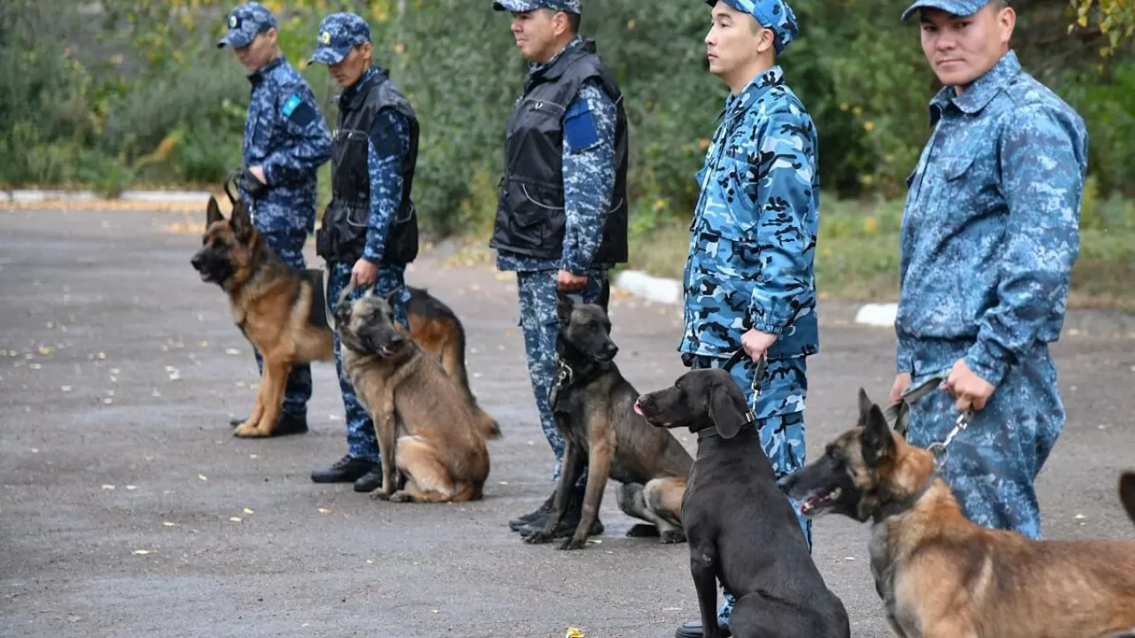 Былтыр қызметтік иттердің көмегімен 6023 құқық бұзушылық анықталды 