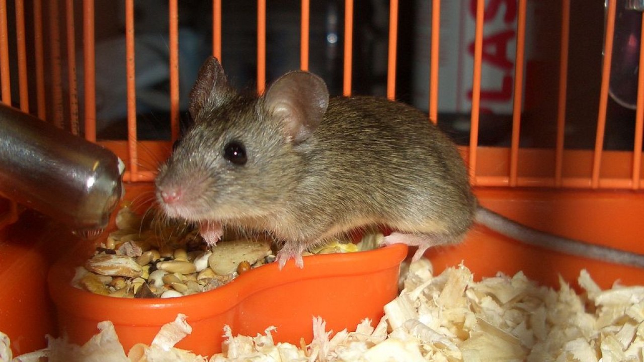 Что можно домашним мышам. Клетка для мышей. Мышка домашняя.