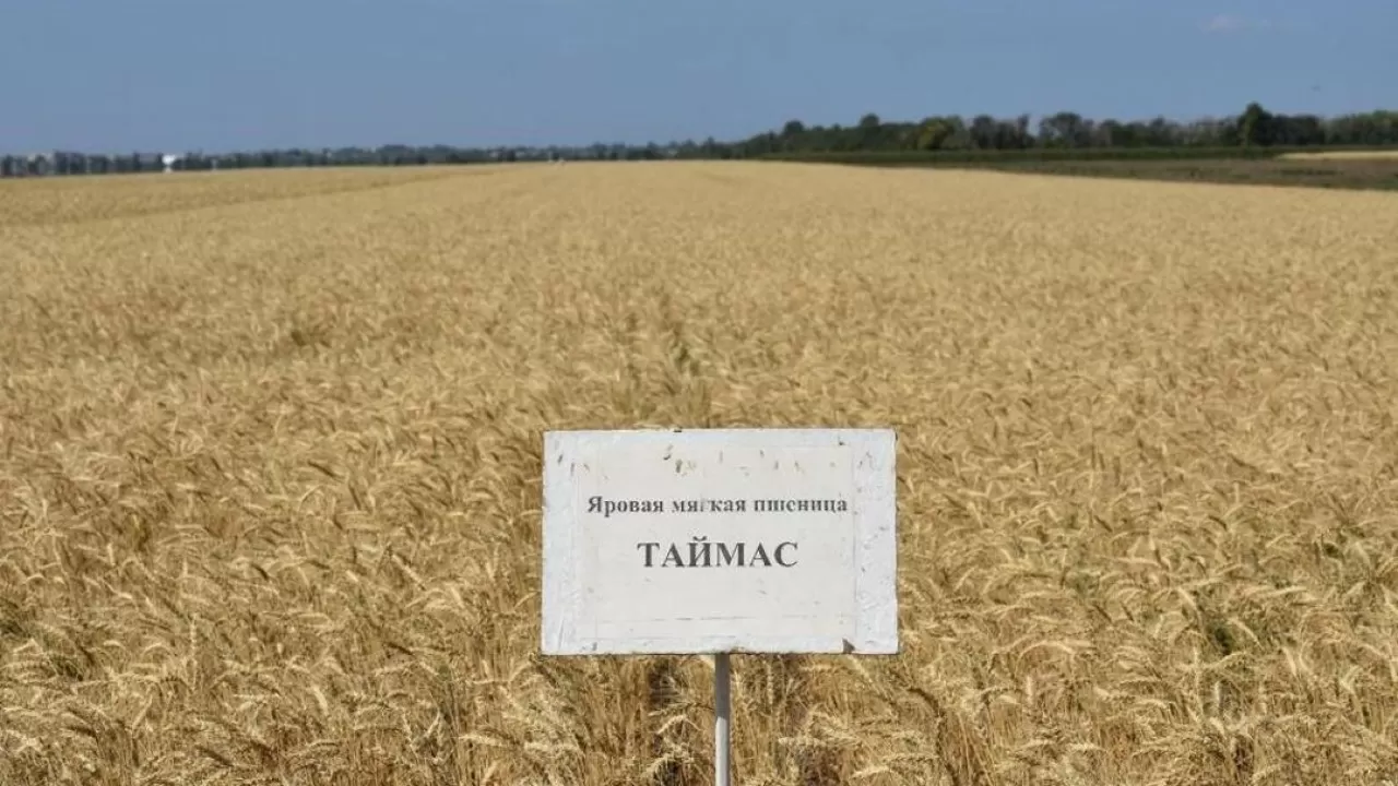 Пшеницу элитного сорта "Таймас" запатентовали в Казахстане