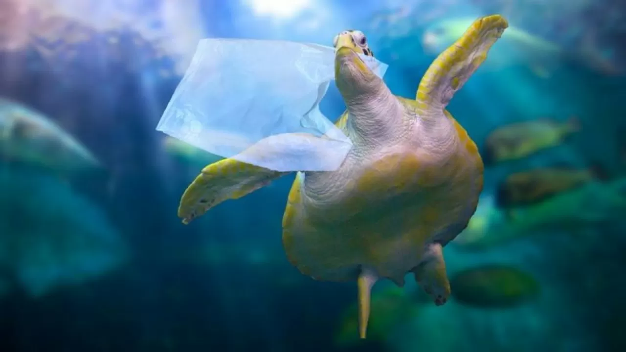 171 триллион кусков пластика плавает в Мировом океане