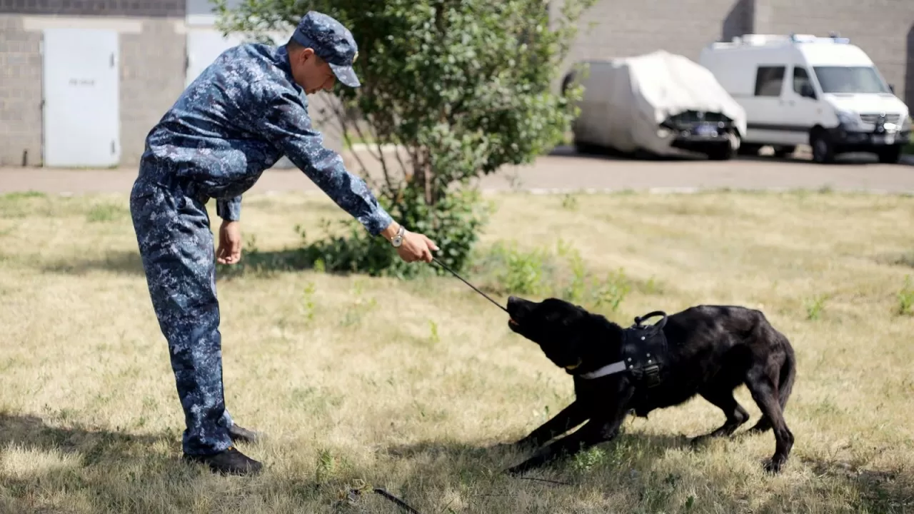 Кинолог иттердің көмегімен 636 келіден астам есірткі тәркіленді