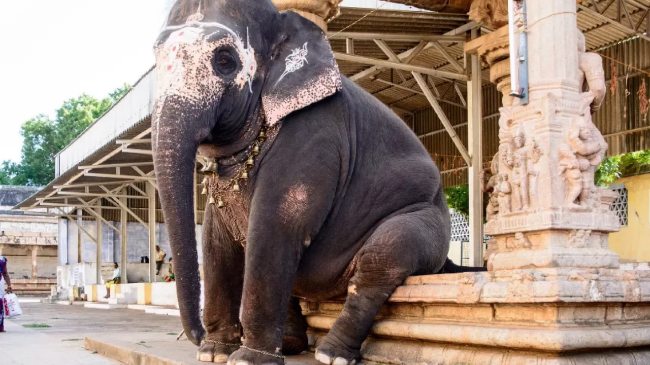 Живого слона для ритуалов в Индии заменили на механического