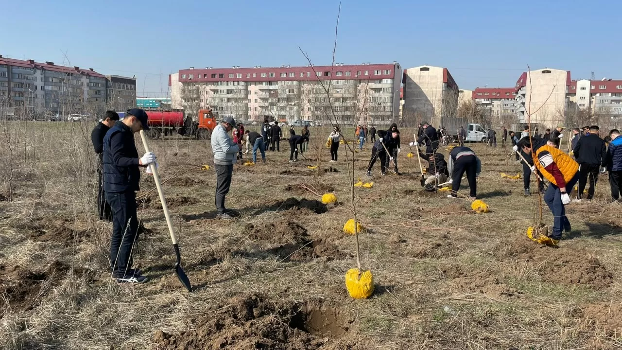 10 тысяч деревьев собираются высадить в Алматы