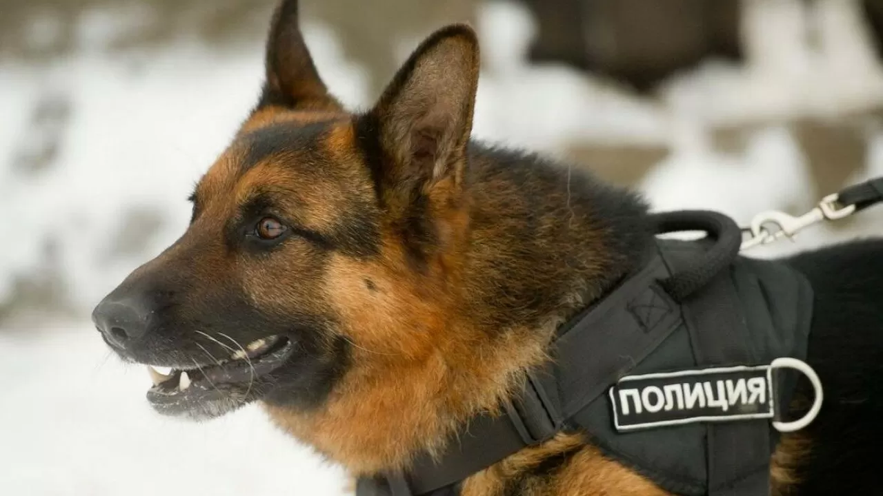 В Казахстане служебные собаки помогли изъять более 636 кг наркотиков