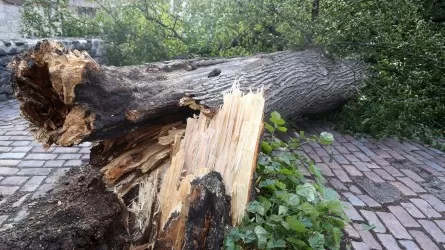 Житель Экибастуза отсудил у кооператива за упавшее дерево более 100 тыс. тенге