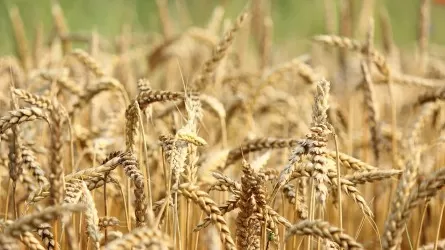 По мнению США, казахстанские пшеница и ячмень улучшились на 39%