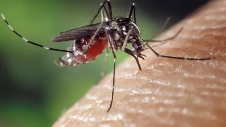  В три раза увеличат площадь протравки комаров в Павлодарской области