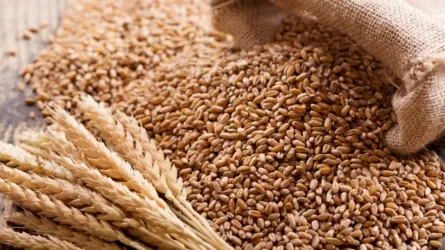 Отток экспортеров зерна наблюдается на товарной бирже Казахстана
