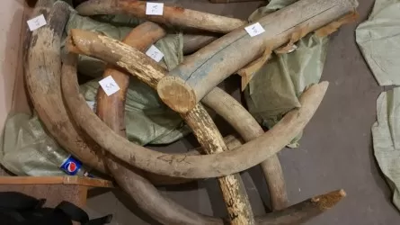 Житель Якутии наладил контрабандный канал вывоза бивней мамонта в Казахстан