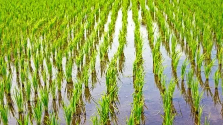 Посевы риса увеличат в Кызылординской области из-за высокого спроса