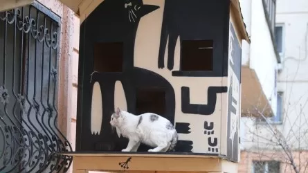 Дом для бездомных кошек появился в Алматы