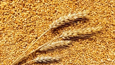 Российское зерно вытесняет казахстанское с экспортных рынков