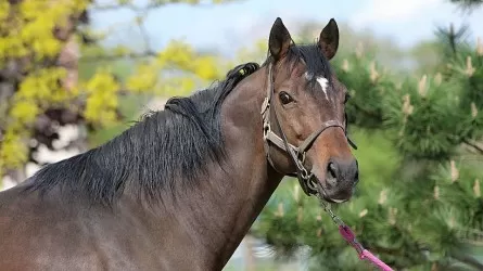 Украденный конь стоит 10 млн долларов – Кадыров