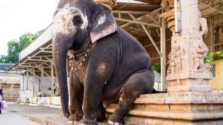 Живого слона для ритуалов в Индии заменили на механического