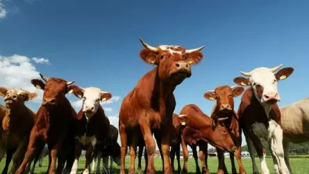 Казахстан ограничил вывоз скота
