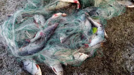 Браконьеров наказали за вылов сотен килограммов рыбы в Павлодарской области
