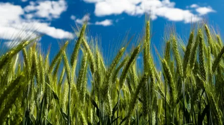Почему Казахстан не может реализовать свой экспортный потенциал по пшенице?