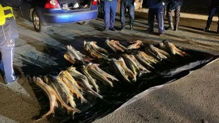 Маңғыстау облысында браконьерлерден 150 келі бекіре тәркіленді